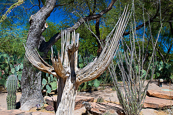 Cactus Garden