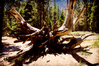 Adventure Day - Cathedral Beach Picnic Area - Yosemite National Park - Yosemite Valley CA - 2017