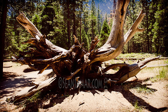 Adventure Day - Cathedral Beach Picnic Area - Yosemite National Park - Yosemite Valley CA - 2017