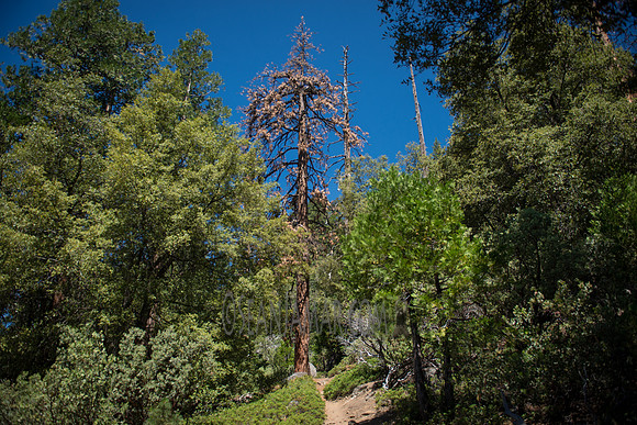 Adventure Day - Chilnualna Falls Hike - Yosemite National Park - Wawona CA - 2017