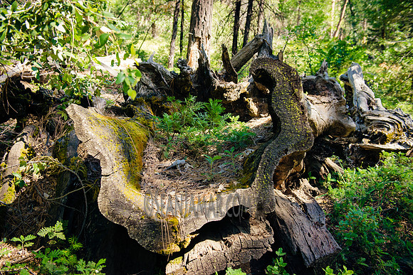 Adventure Day - Chilnualna Falls Hike - Yosemite National Park - Wawona CA - 2017
