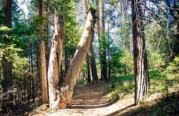 Adventure Day - Chilnualna Falls Hike - Yosemite National Park - Wawona CA - 2017