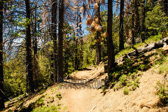 Adventure Day - Chilnualna Falls Hike - Yosemite National Park - Wawona CA - 2017