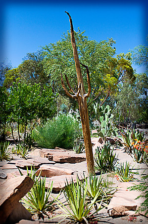 Cactus Garden