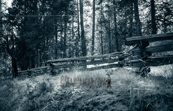 Adventure Day - Yosemite National Park - Wawona CA - 2017